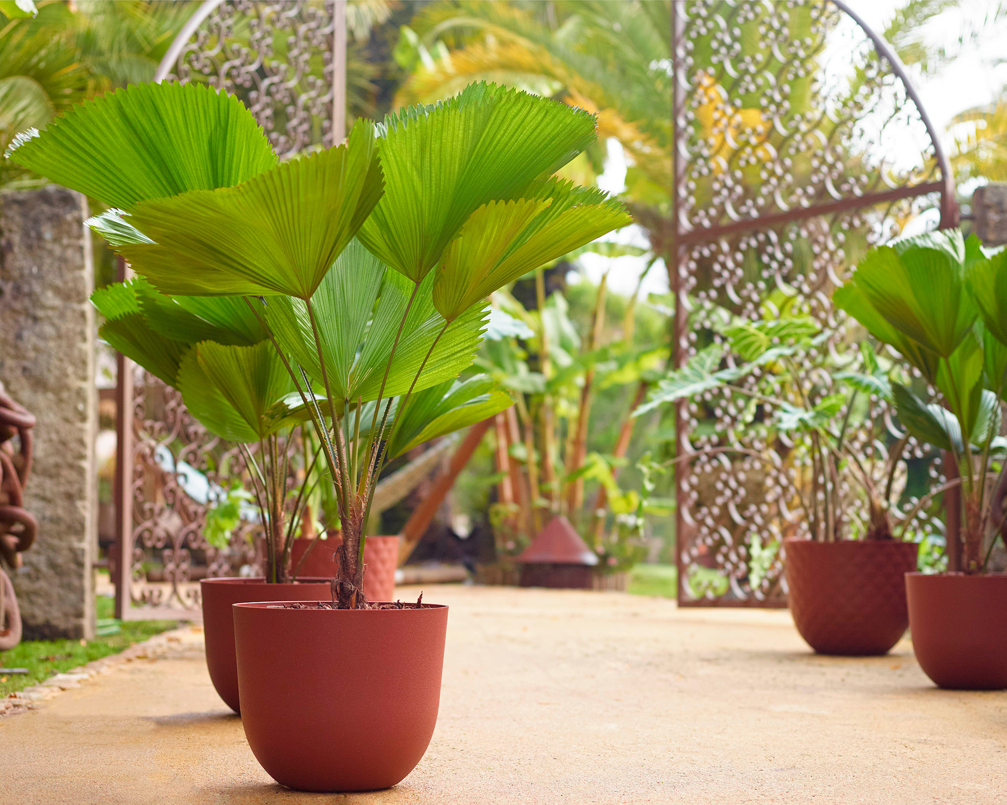 Havana Natural Pot