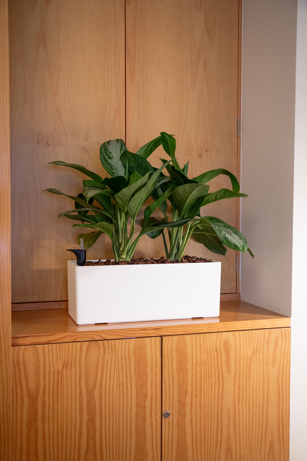 Rimini Plant Box Self Watering System