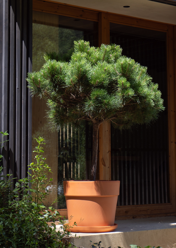 Perfeitos para o exterior